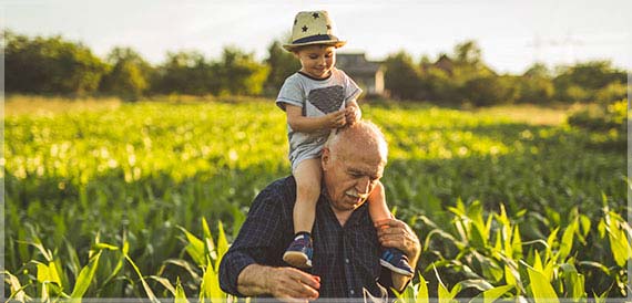 Grandfather carrying his grandchild on his shoulders  through his corn field.
